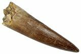 Fossil Plesiosaur (Zarafasaura) Tooth - Morocco #344234-1
